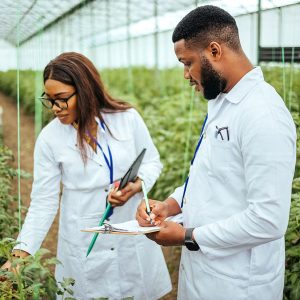 Two scientists in lab coats examining plants and taking notes in a greenhouse.